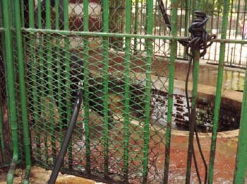 Bears enclosure at Giza Zoo!!!!!!! 30 June 2012 -picture property:  Hatem Moushir