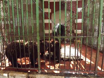 Bears enclosure at Giza zoo, no maintenance for cooling system, no water in the basin, bears suffering in the summer heat. 30 June 2012 - picture property:  Hatem Moushir