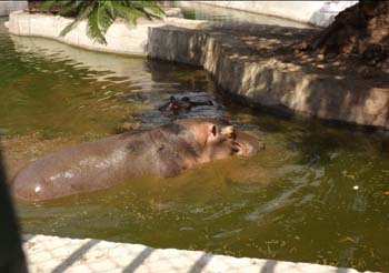 hippos, look at the water, dirt !!! 30 June 2012, picture property:  Hatem Moushir
