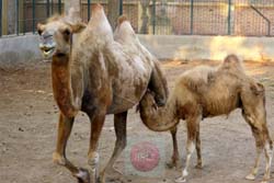 A falling hump baby camel with his mother (Kafr El-Shaikh zoo) - photo by:  Khaled Elbarky