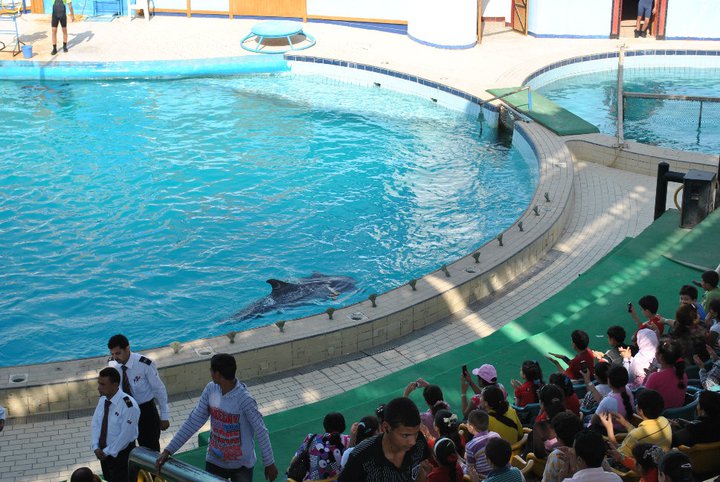عرض الدلافين في ماجيك لاند